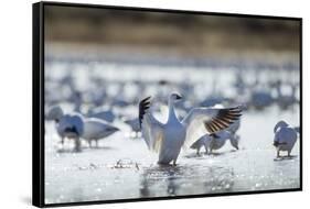 Snow Geese, New Mexico-Paul Souders-Framed Stretched Canvas