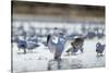 Snow Geese, New Mexico-Paul Souders-Stretched Canvas