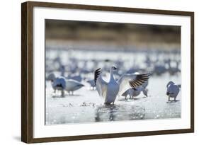 Snow Geese, New Mexico-Paul Souders-Framed Photographic Print