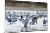 Snow Geese, New Mexico-Paul Souders-Mounted Photographic Print