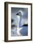 Snow Geese, New Mexico-Paul Souders-Framed Photographic Print