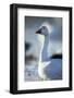 Snow Geese, New Mexico-Paul Souders-Framed Photographic Print