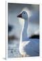 Snow Geese, New Mexico-Paul Souders-Framed Photographic Print