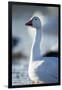 Snow Geese, New Mexico-Paul Souders-Framed Photographic Print