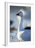 Snow Geese, New Mexico-Paul Souders-Framed Photographic Print