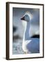 Snow Geese, New Mexico-Paul Souders-Framed Photographic Print