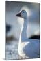 Snow Geese, New Mexico-Paul Souders-Mounted Photographic Print