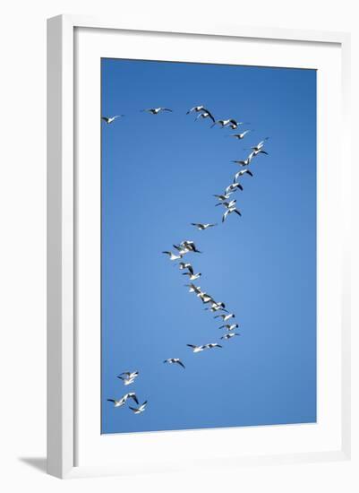 Snow Geese, New Mexico-Paul Souders-Framed Photographic Print