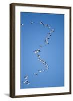 Snow Geese, New Mexico-Paul Souders-Framed Photographic Print