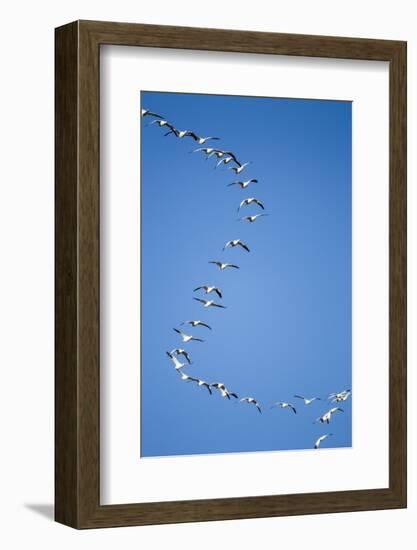 Snow Geese, New Mexico-Paul Souders-Framed Photographic Print