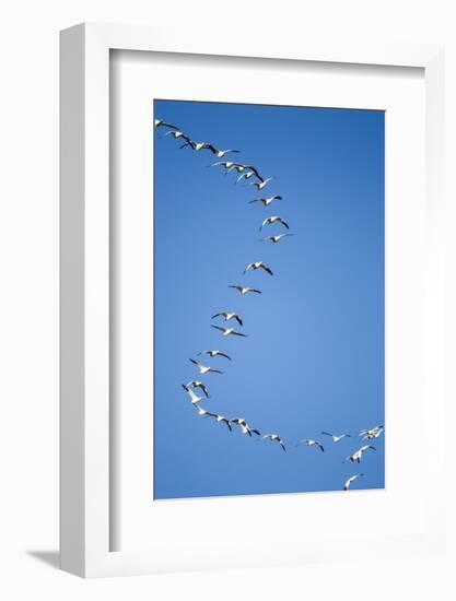 Snow Geese, New Mexico-Paul Souders-Framed Photographic Print