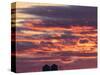 Snow geese silhouetted at Freezeout Lake Wildlife Management Area near Choteau, Montana, USA-Chuck Haney-Stretched Canvas