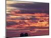 Snow geese silhouetted at Freezeout Lake Wildlife Management Area near Choteau, Montana, USA-Chuck Haney-Mounted Photographic Print