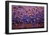 Snow Geese Sunrise-null-Framed Photographic Print