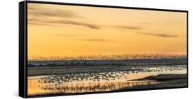 Snow Geese Take Off from Pond at Sunrise During Spring Migration at Freezeout Lake Wma, Montana-Chuck Haney-Framed Stretched Canvas