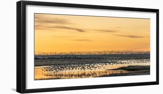 Snow Geese Take Off from Pond at Sunrise During Spring Migration at Freezeout Lake Wma, Montana-Chuck Haney-Framed Photographic Print