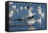 Snow Geese Taking Off, Bosque Del Apache NWR, New Mexico, USA-Larry Ditto-Framed Stretched Canvas