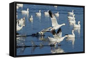 Snow Geese Taking Off, Bosque Del Apache NWR, New Mexico, USA-Larry Ditto-Framed Stretched Canvas