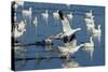 Snow Geese Taking Off, Bosque Del Apache NWR, New Mexico, USA-Larry Ditto-Stretched Canvas