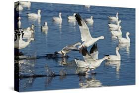 Snow Geese Taking Off, Bosque Del Apache NWR, New Mexico, USA-Larry Ditto-Stretched Canvas