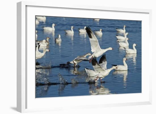 Snow Geese Taking Off, Bosque Del Apache NWR, New Mexico, USA-Larry Ditto-Framed Photographic Print