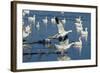 Snow Geese Taking Off, Bosque Del Apache NWR, New Mexico, USA-Larry Ditto-Framed Photographic Print