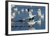 Snow Geese Taking Off, Bosque Del Apache NWR, New Mexico, USA-Larry Ditto-Framed Photographic Print