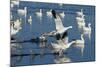 Snow Geese Taking Off, Bosque Del Apache NWR, New Mexico, USA-Larry Ditto-Mounted Photographic Print