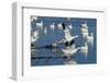 Snow Geese Taking Off, Bosque Del Apache NWR, New Mexico, USA-Larry Ditto-Framed Photographic Print