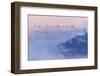 Snow Geese-Austin Li-Framed Photographic Print
