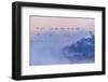 Snow Geese-Austin Li-Framed Photographic Print