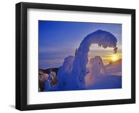 Snow ghosts at sunset on Big Mountain in the Whitefish Range in Whitefish, Montana, USA-Chuck Haney-Framed Photographic Print