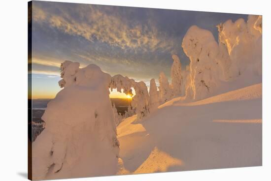 Snow Ghosts in the Whitefish Range, Montana, USA-Chuck Haney-Stretched Canvas