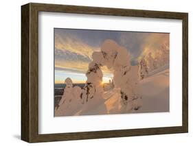 Snow Ghosts in the Whitefish Range, Montana, USA-Chuck Haney-Framed Photographic Print