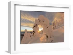 Snow Ghosts in the Whitefish Range, Montana, USA-Chuck Haney-Framed Photographic Print