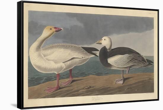 Snow goose, 1837-John James Audubon-Framed Stretched Canvas