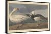 Snow goose, 1837-John James Audubon-Framed Stretched Canvas