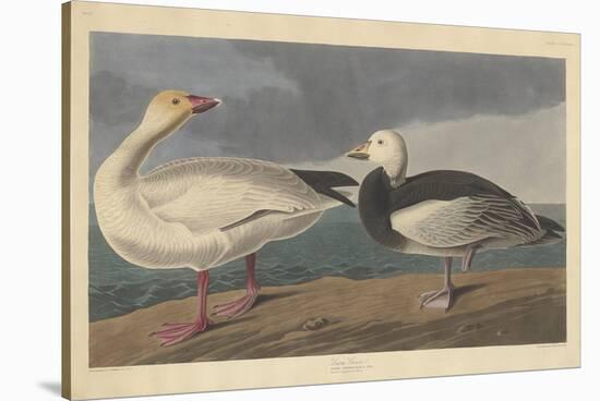 Snow goose, 1837-John James Audubon-Stretched Canvas