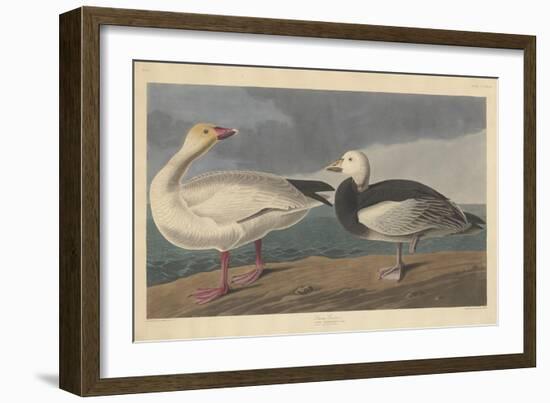 Snow goose, 1837-John James Audubon-Framed Giclee Print