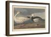 Snow goose, 1837-John James Audubon-Framed Giclee Print