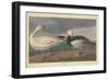 Snow goose, 1837-John James Audubon-Framed Giclee Print