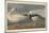 Snow goose, 1837-John James Audubon-Mounted Giclee Print