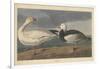 Snow goose, 1837-John James Audubon-Framed Giclee Print