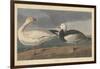 Snow goose, 1837-John James Audubon-Framed Giclee Print