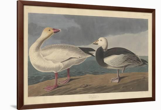 Snow goose, 1837-John James Audubon-Framed Giclee Print