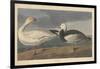 Snow goose, 1837-John James Audubon-Framed Giclee Print