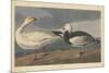 Snow goose, 1837-John James Audubon-Mounted Giclee Print