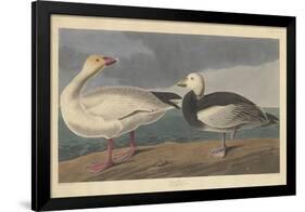 Snow goose, 1837-John James Audubon-Framed Giclee Print