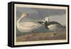 Snow goose, 1837-John James Audubon-Framed Stretched Canvas