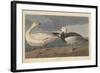 Snow goose, 1837-John James Audubon-Framed Giclee Print